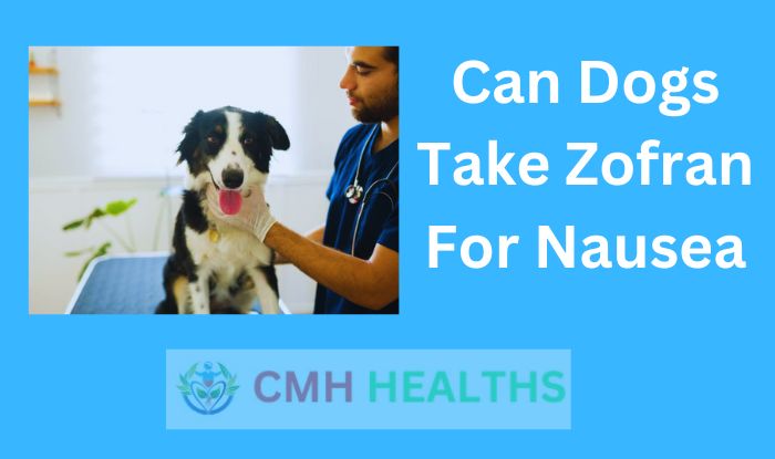 Can Dogs Take Zofran For Nausea